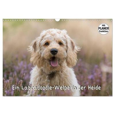 Ein Labradoodle-Welpe in der Heide (Wandkalender 2027 DIN A3 quer), CALVENDO Monatskalender