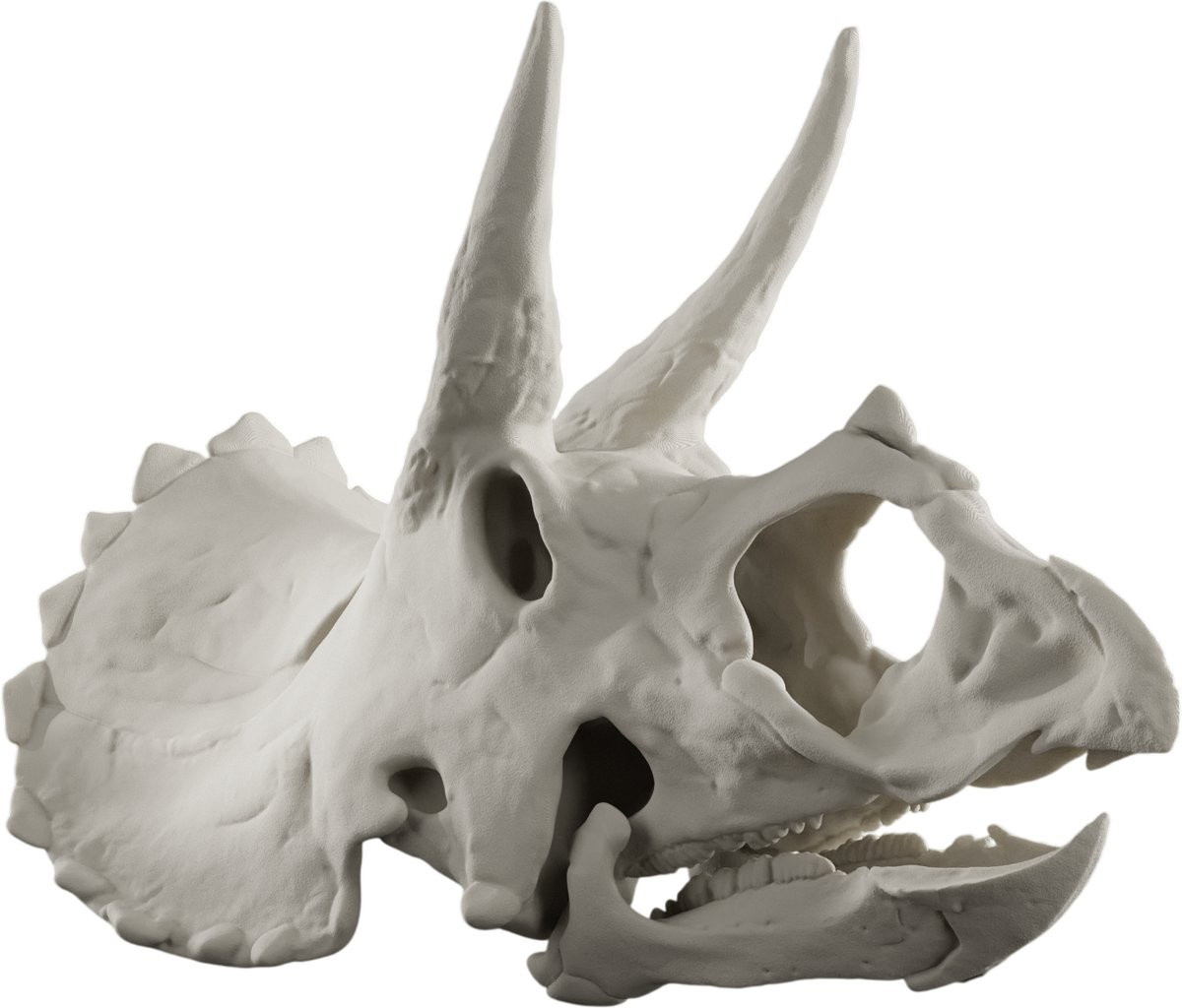 Triceratops Schedel Decoratie - Botkleur - 1:4 Schaalmodel Anatomische Dinosaurus Replica