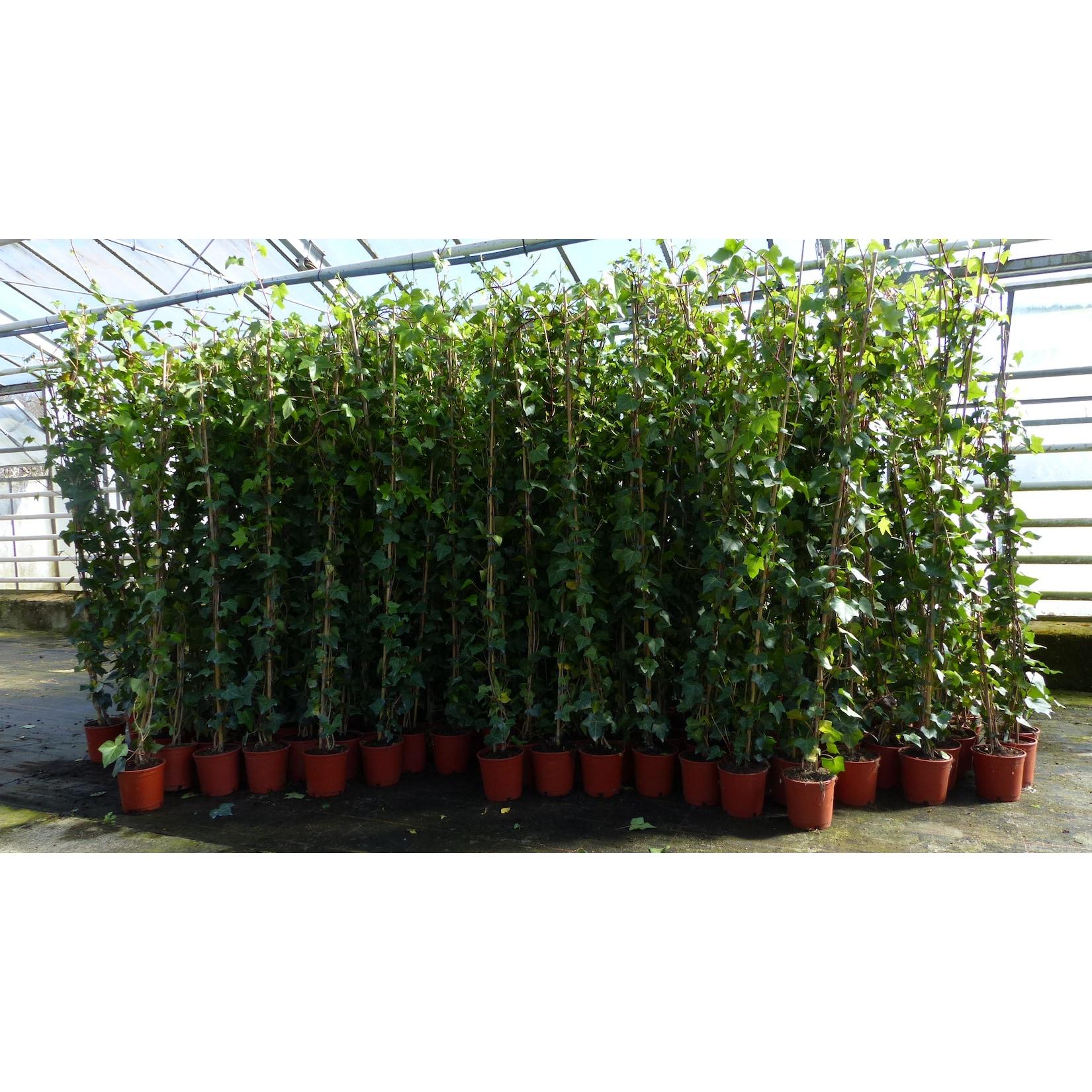 50 Stück Efeu Hedera helix 180 - 200 cm Pyramide Säule winterhart Kletterpflanze Hecke Sichtschutz blickdicht