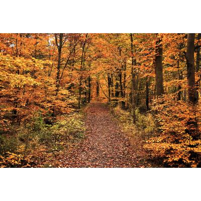 Fototapete PAPERMOON "Waldweg", bunt, B:3,5m L:2,6m, Vlies, Tapeten