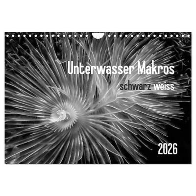 Unterwasser Makros - schwarz weiss 2026 (Wandkalender 2026 DIN A4 quer), CALVENDO Monatskalender