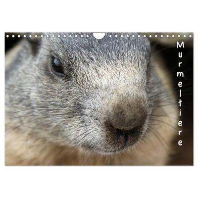 Murmeltiere (Wandkalender 2026 DIN A4 quer), CALVENDO Monatskalender