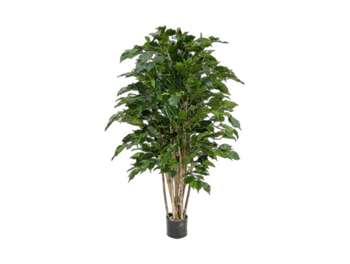 Lebensechte Kunstpflanze „Ficus Benjamina Exotica“ Ø 70 x 120 cm Grün Baq Design