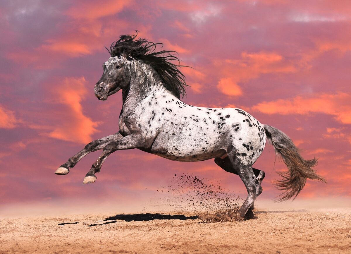 Fototapete PAPERMOON "Pferd", bunt, B:4m L:2,6m, Vlies, Tapeten, Fototapete