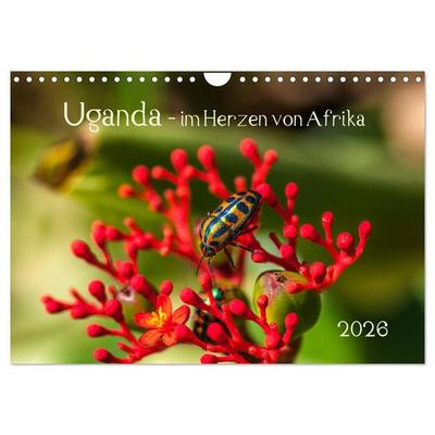 Uganda - im Herzen von Afrika (Wandkalender 2026 DIN A4 quer), CALVENDO Monatskalender