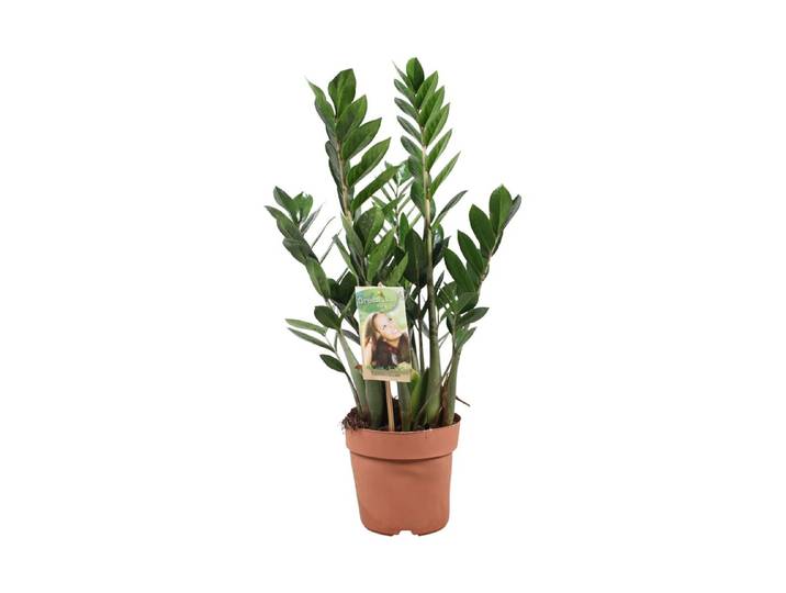 Zamioculcas Ø17cm