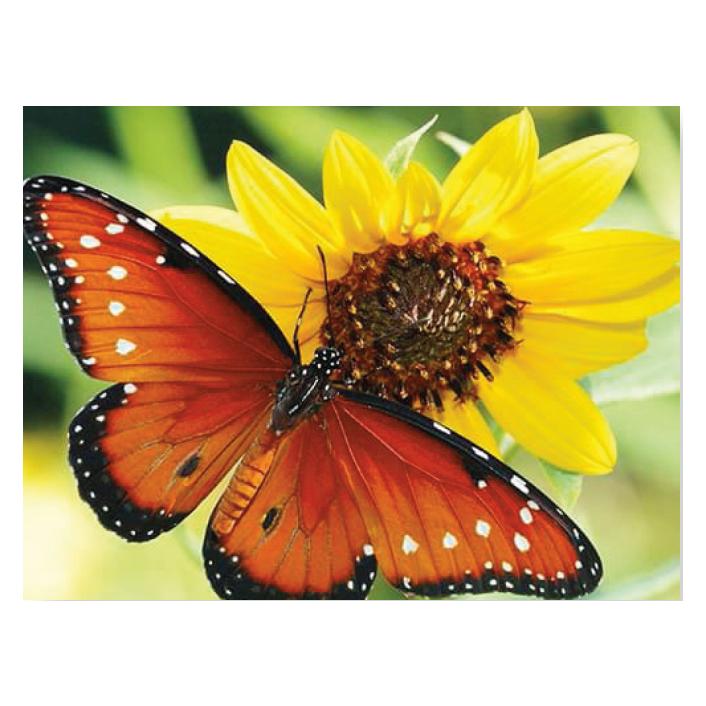 Pracht Diamond Painting 6037-404 Schmetterling 25 x 35 cm (6037-40481)