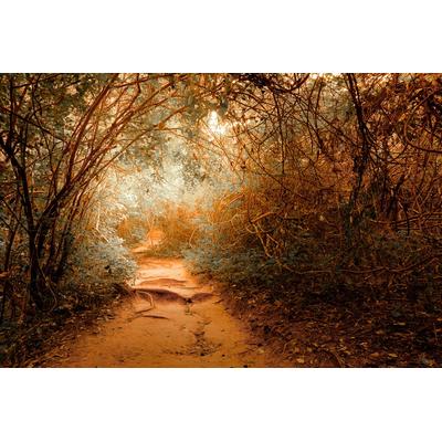 Fototapete PAPERMOON "Tropischer Dschungel", bunt, B:4m L:2,6m, Vlies, Tapeten