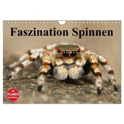 Faszination Spinnen (Wandkalender 2027 DIN A4 quer), CALVENDO Monatskalender