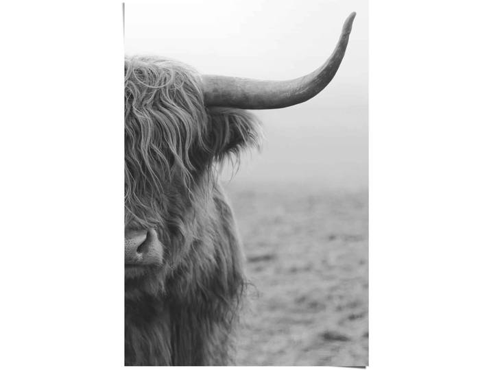 Poster REINDERS Poster Highlander Bulle , schwarz (farbe bild(er): schwarz), B:61cm H:91,5cm, Papier, Bilder, Poster