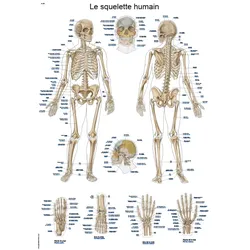 Lehrtafel Le squelette humain  50x70cm