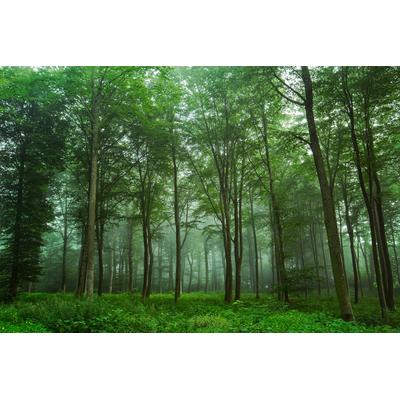 Fototapete PAPERMOON "Photo-Art LEIF LONDAL, BLICK AUF DEN WALD", bunt, B:4,5m L:2,8m, Vlies, Tapeten