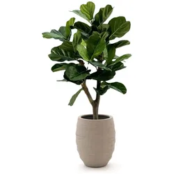 Designplants/Luca Lifestyle Lyrata Y Kunstbaum (h:130 cm) mit Bordo Tall Balloon Blumentopf