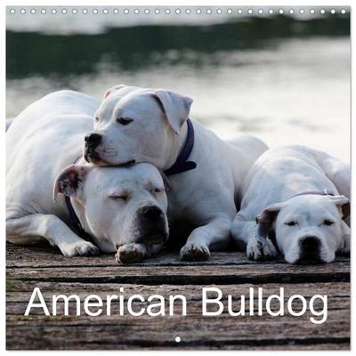 American Bulldog (Wall Calendar 2027 12 × 12 Inch) CALVENDO 12 Month Wall Calendar