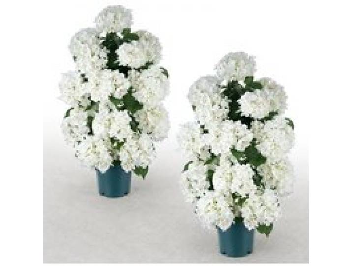 VEVOR Fleurs Artificielles en Pot, Hortensias Artificiels Blancs 762 mm, Lot de 2 Pots, pour Porche, Terrasse, Entrée et Décoration Maison, Usage Intérieur et Extérieur, Fausses Fleurs en Soie et PE