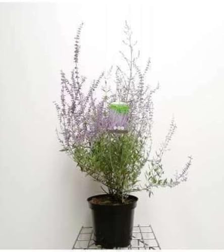 Perovskia atripl. 'Blue Spire' - Blauwspirea, Russische Salie, 50-60 cm in pot
