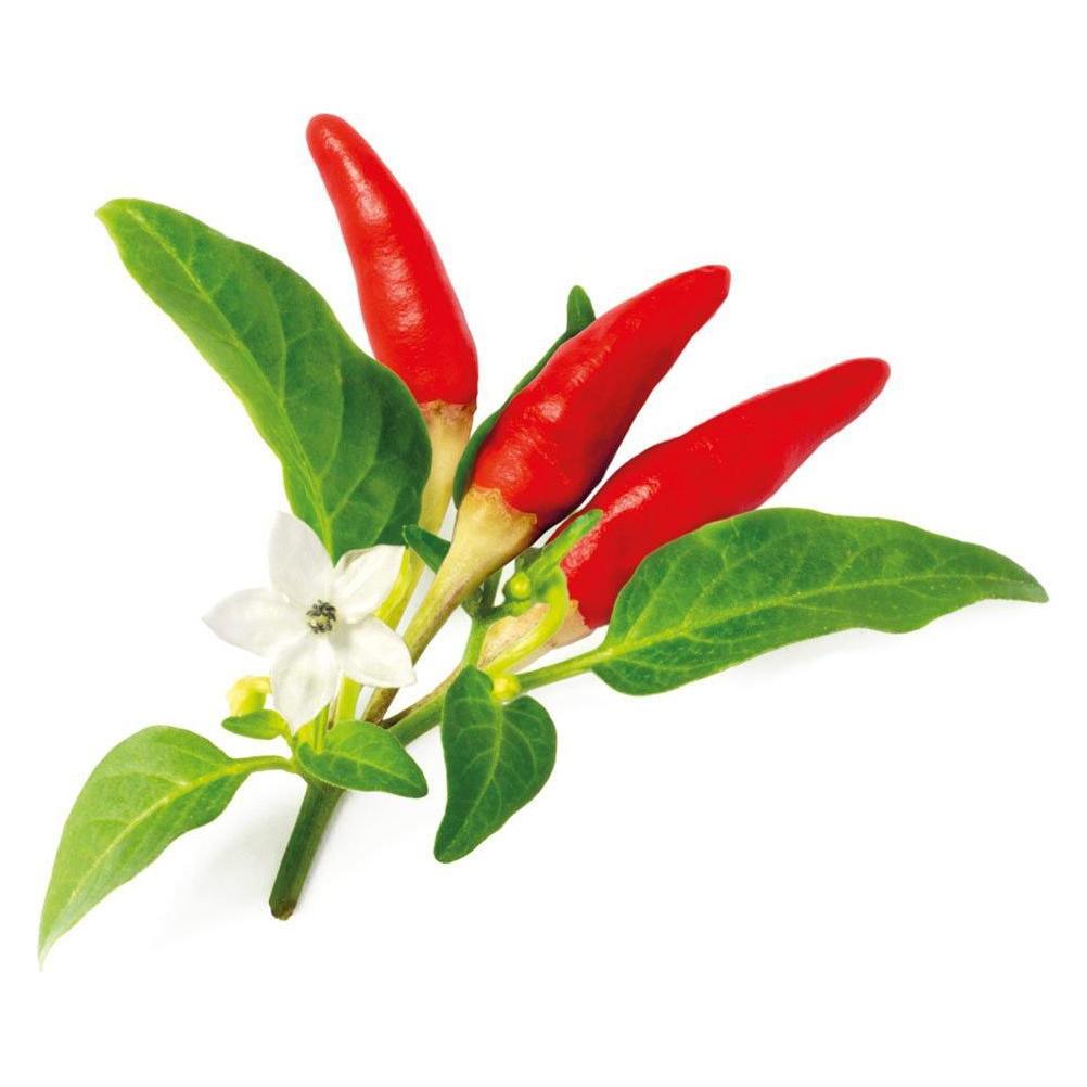 Click and Grow Saatgut Roter scharfer Chili (Gemüsesamen) (SGR52x3)