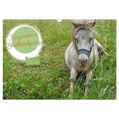 Faszination Shetlandpony (Wandkalender 2027 DIN A3 quer), CALVENDO Monatskalender