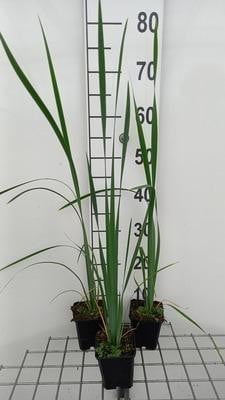 6 x Iris sibirica White Swirl Siberische iris, pot van 9 x 9 cm, GRDplanten