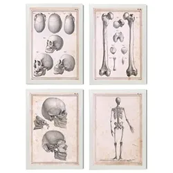 POSTER Set mit 4 Anatomie von Körperknochen und Kopf A3 Weißer Rahmen