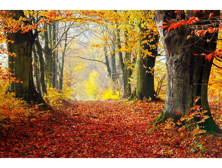 Fototapete PAPERMOON WALD-HERBST BÄUME NATUR LANDSCHAFT BAUM ALLEE WANDBILD , bunt, B:4m L:2,6m, Vlies, Tapeten, Fototapete