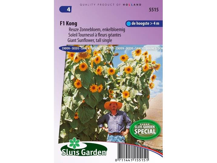 Helianthus Annuus zaden Kong F1 Zonnebloem