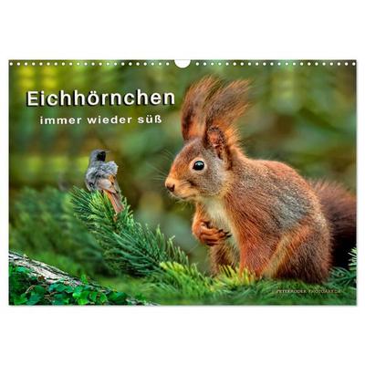 Eichhörnchen - immer wieder süß (Wandkalender 2026 DIN A3 quer), CALVENDO Monatskalender