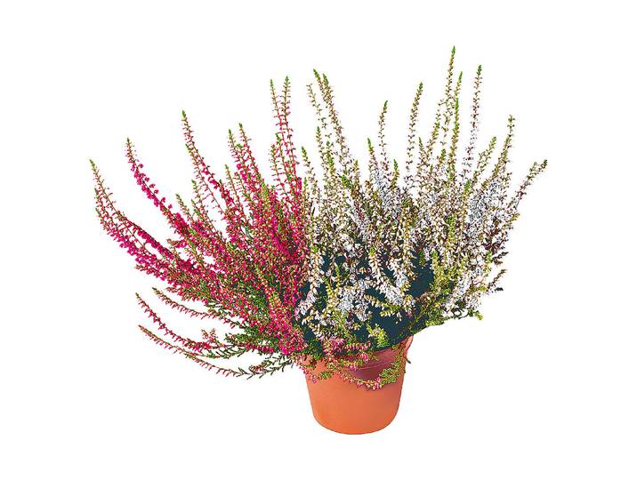 Besenheide (Calluna vulgaris, zweifarbig), Topfgrösse Ø11cm