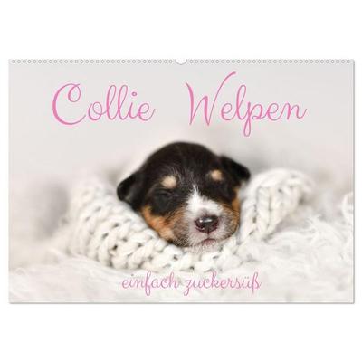 Collie Welpen einfach zuckersüß (Wandkalender 2026 DIN A2 quer), CALVENDO Monatskalender