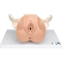 Weibliches Beckenskelett Modell mit Genitalorganen, 3 teilig - 3B Smart Anatomy