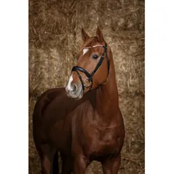 Ekkia Norton Pro Trensenzaum Brillant schwarz, Größe Pferd: Full