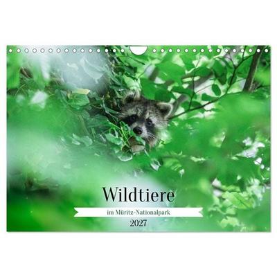 Wildtiere im Müritz-Nationalpark (Wandkalender 2027 DIN A4 quer), CALVENDO Monatskalender