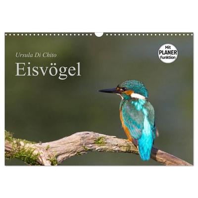 Eisvögel (Wandkalender 2026 DIN A3 quer), CALVENDO Monatskalender