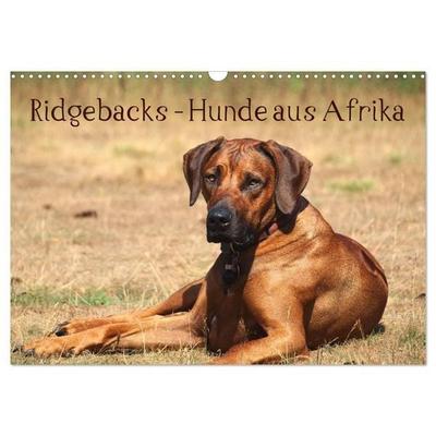 Ridgebacks - Hunde aus Afrika (Wandkalender 2027 DIN A3 quer), CALVENDO Monatskalender