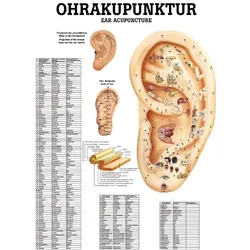 anat. Poster: Ohrakupunktur 50 x 70 cm, laminiert, zweisprachig