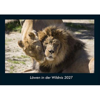 Löwen in der Wildnis 2027 Fotokalender DIN A4