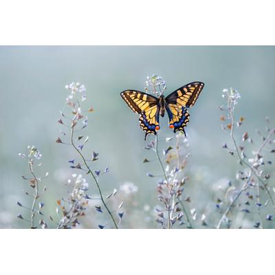 Fototapete PAPERMOON "Photo-Art PETAR SABOL, SWALLOWTAIL BEAUTY", bunt, B:4m L:2,6m, Vlies, Tapeten