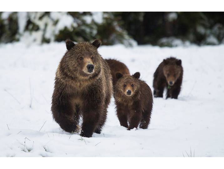 Fototapete PAPERMOON GRIZZLEY BÄR-MIT JUNGEN WINTER NATUR WILDE TIERE WALD , bunt, B:4,5m L:2,8m, Vlies, Tapeten, Fototapete
