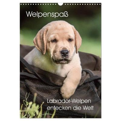 Welpenspaß - Labrador Welpen entdecken die Welt (Wandkalender 2026 DIN A3 hoch), CALVENDO Monatskalender
