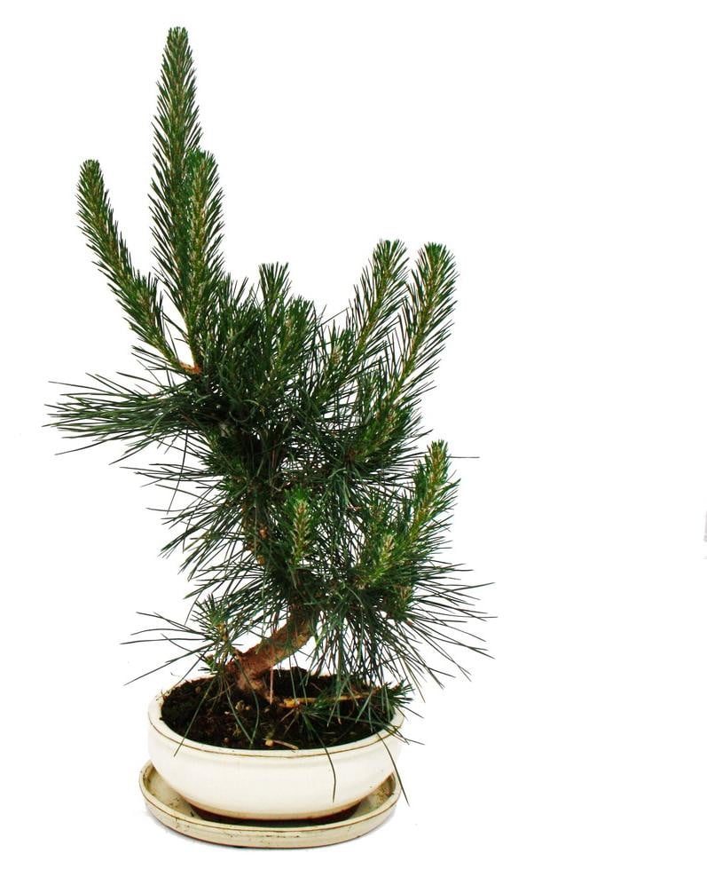 Exotenherz Bonsai Pinus thunbergii Japanse zwarte den - 19 jaar oud