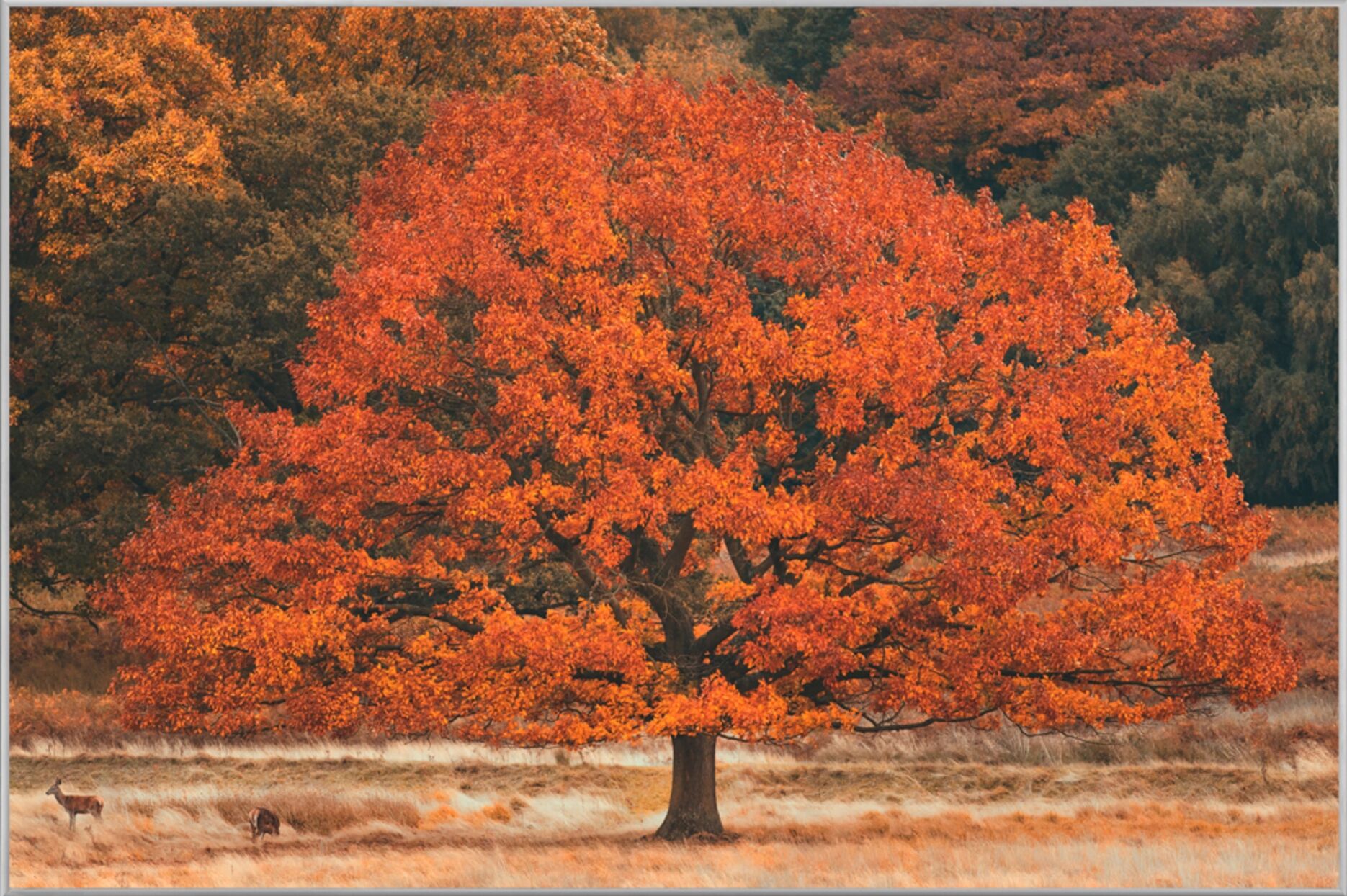 image LAND Herbstbaum
