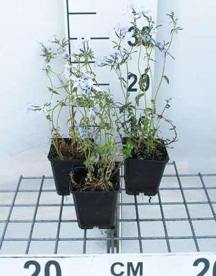 6 x Phlox divaricata Clouds of Perfume Viltbloem in pot van 9 x 9 cm van GRDplanten