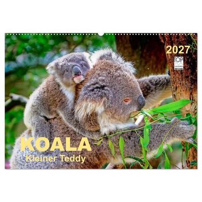 Koala - kleiner Teddy (Wandkalender 2027 DIN A2 quer), CALVENDO Monatskalender
