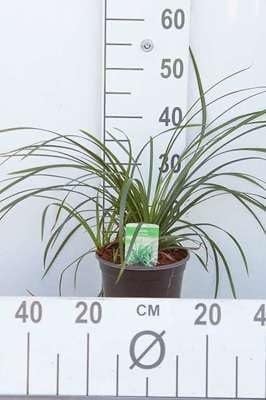 Zegge - Carex morr. 'Irish Green' - 3 liter pot