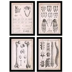 POSTER Set mit 4 Anatomieknochen, Händen, Madivula und Rücken A4 Rahmenlos