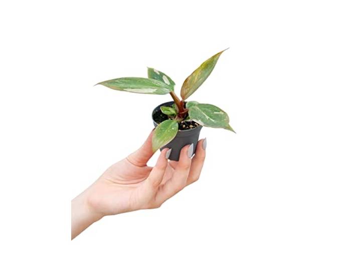 PLNTS - Baby Philodendron Pink Princess - Kamerplant - Kweekpot 6 cm - Hoogte 10 cm