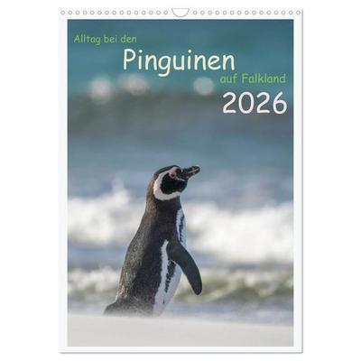 Alltag bei den Pinguinen auf Falkland (Wandkalender 2026 DIN A3 hoch), CALVENDO Monatskalender