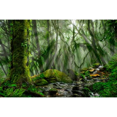 Fototapete PAPERMOON "TROPISCHER WALD-BAUM DSCHUNGEL SONNE WEG PALMEN BACH", bunt, B:3,5m L:2,6m, Vlies, Tapeten