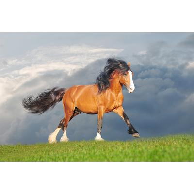 Fototapete PAPERMOON "Zugpferd", bunt, B:2,5m L:1,9m, Vlies, Tapeten