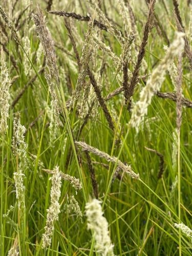 6x Sesleria autumnalis Blauwgras - GRDplanten - Perennial - Pot 9 x 9 cm